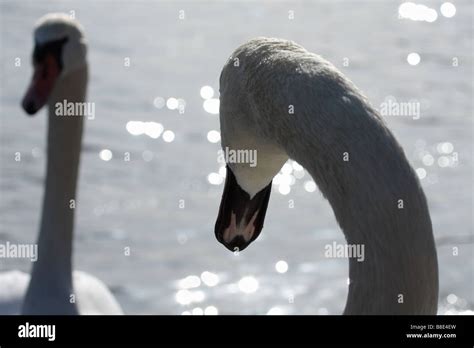 Two Mute Swans Cygnus Olor Italy Stock Photo Alamy