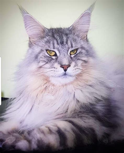 Maine Coon Kittens For Sale In UK Edenmaine