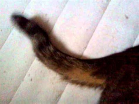 But, we still had to see if he would be able to go to the 'restroom' because with he can now actually lift his tail and it's getting better every day. My Cat Has A Broken Tail What Do I Do - CatWalls