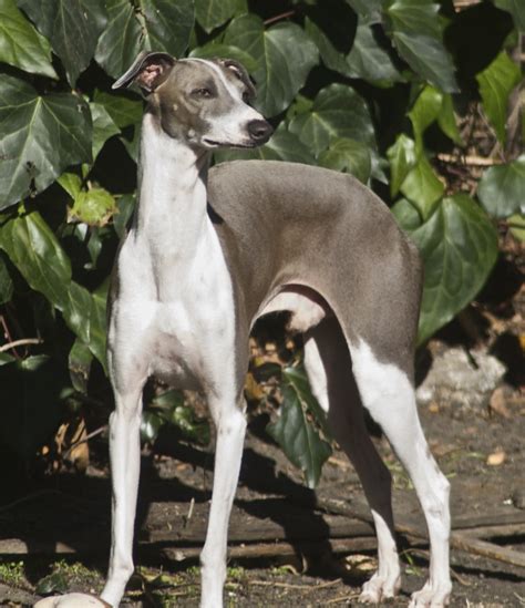 italian greyhound info temperament puppies pictures