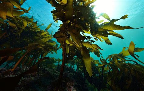 6 Types Of Seaweed Loaded With Health Benefits Seaweed Health