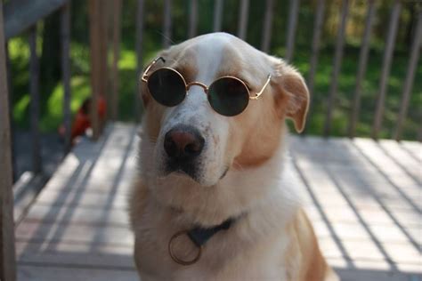Pic 2 When Im Bored I Like To Put Sunglasses On My Dogs Meme Guy