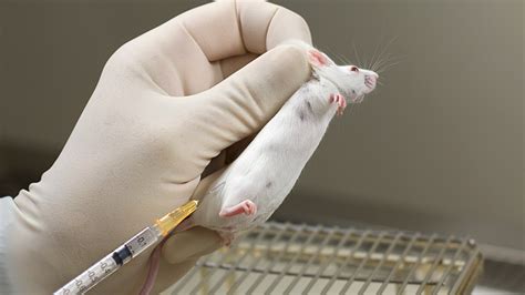 Subcutaneous Injection In The Mouse Research Animal Training