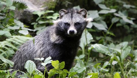 Dein exotische haustier kannst du im zoohandel vor ort oder online kaufen. Exotische Tiere: Diese exotischen Tiere leben in Deutschland