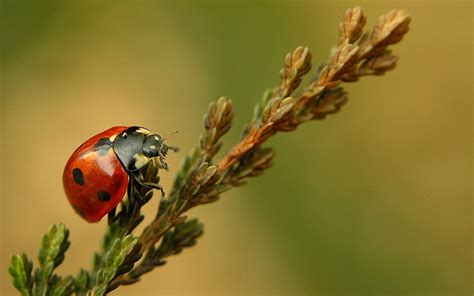 Shallow Focus Photography Of Red And Black Ladybug Hd Wallpaper