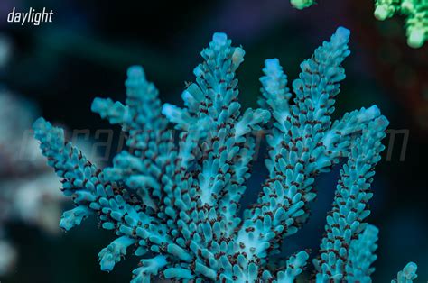 Arctic Freeze Stag Coral Euphoria