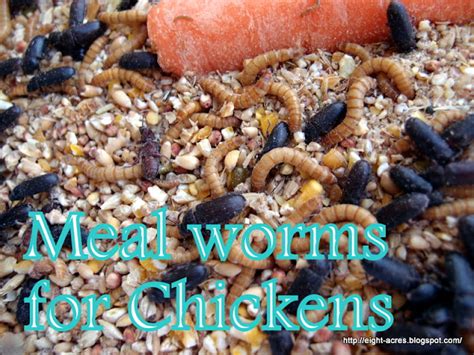 Eight Acres Meal Worms For Chickens