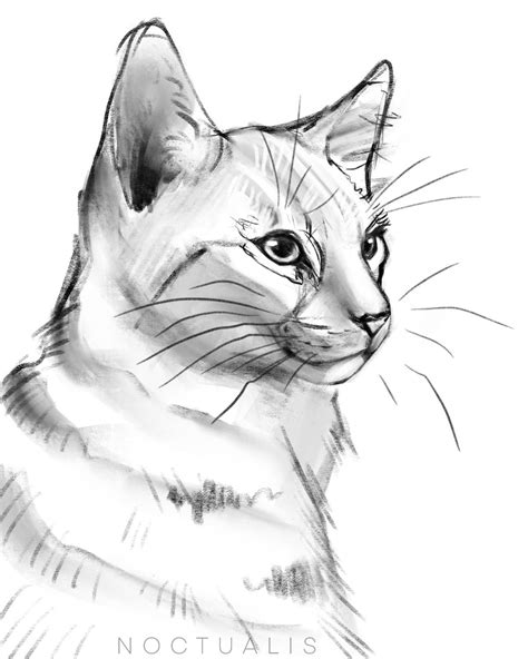 Cat Sketch By Noctualis On Deviantart
