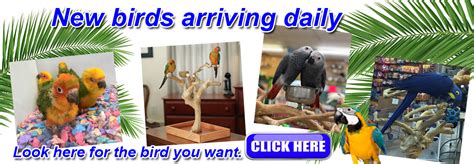 With over 35 years of experience in caring for parrots and exotic birds and helping to make happy bird homes you will find what your feathered friend needs to be healthy and happy here at mybirdstore.com. Exotic Bird Paradise - Pet Bird Supplies - birdparadise.biz
