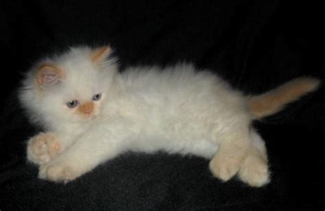 Cfa Male Himalayan Flame Point Kitten With Blue Eyes For Sale In