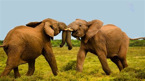 Male Elephants Fight For Dominance Pets Amazing Life Youtube