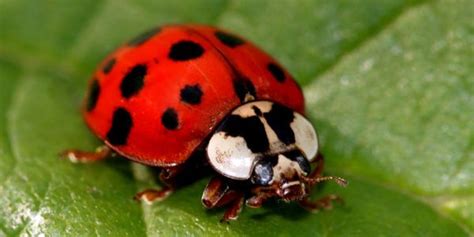 difference between ladybugs and asian beetles plunkett s pest control lady beetle ladybug