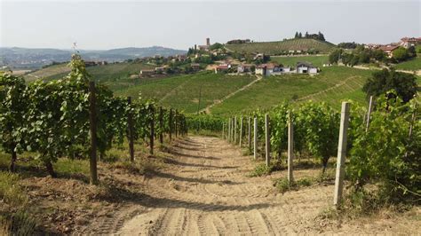 Vineyard Agriculture In Barbaresco Asti Aerial View Wine Production In