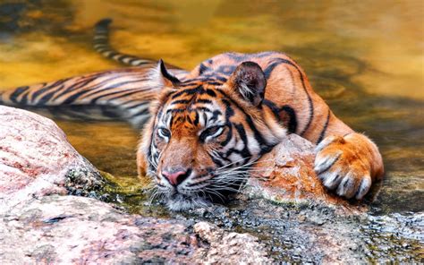 1920x1200 Sumatran Tiger Cooling Off Wallpaper Background Image View