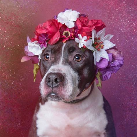 Flower Power Adorable Portraits Of Pit Bulls Waiting To Be Adopted