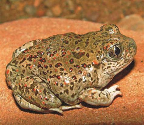 State Symbols New Mexico Spadefoot Toad Toad