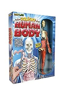 Smart Lab Squishy Human Body: Lucille M Kayes: Amazon.co.uk: Toys & Games