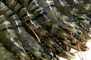 Black Tiger Shrimp In Usa Black Tiger Shrimp Manufacturers Suppliers