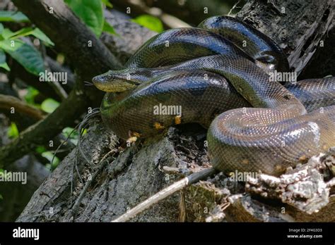 Green Anaconda Hi Res Stock Photography And Images Alamy