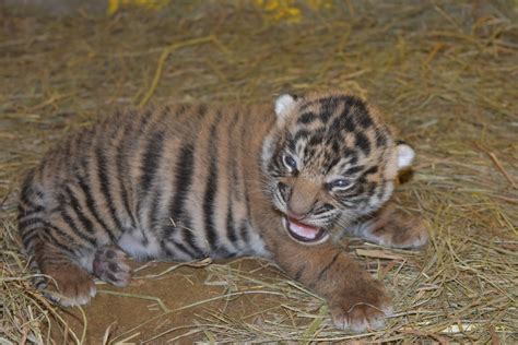 Smithsonians National Zoo Sumatran Tiger Cub Update Smithsonian