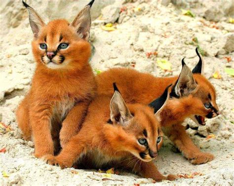 These Are Caracal Kittens They Look Amazing Big