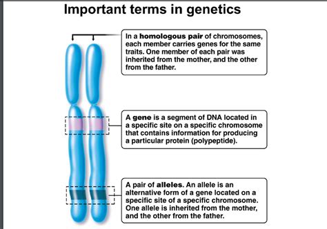People who have it can see . Can A Recessive Trait Be On The Y Chromosome - Inheritance ...