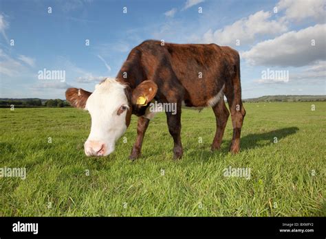 Brown Cow In A Grassy Field With Blue Sky Stock Photo Alamy