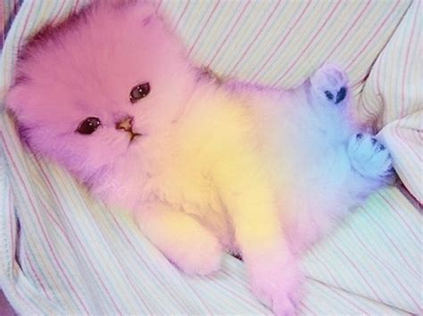 25 Best Rainbow Cats Images On Pinterest Kittens Pastel Colours And