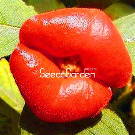 100 Pcsbag Red Lips Flower Bonsai Rare Pots Psychotria Garden Best