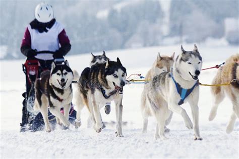 Husky Sled Dogs Running In Snow Stock Photo Image Of Perspective