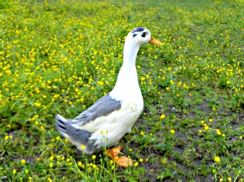 Popular Duck Breeds | Duck breeds, Breeds, Backyard flocks