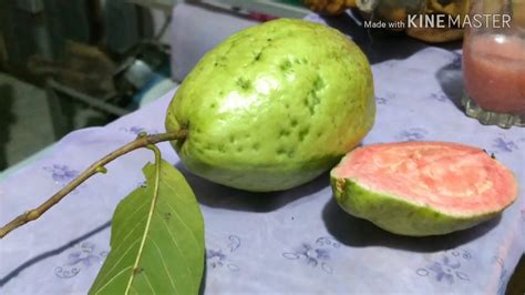 Dalam 1 hektar lahan perangkap dipasang setidaknya 20. Cara Menyambung Pohon Jambu Kristal (Jambu Biji) - Guava Grafting - YouTube