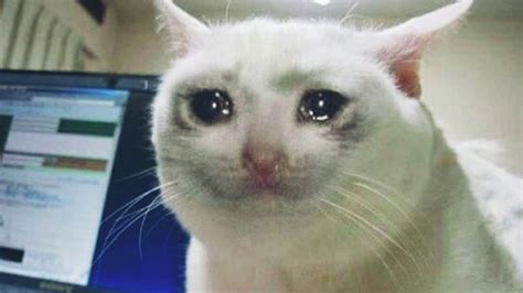 Depressed Cat Sad Cat Crying Cat Meme Youtube