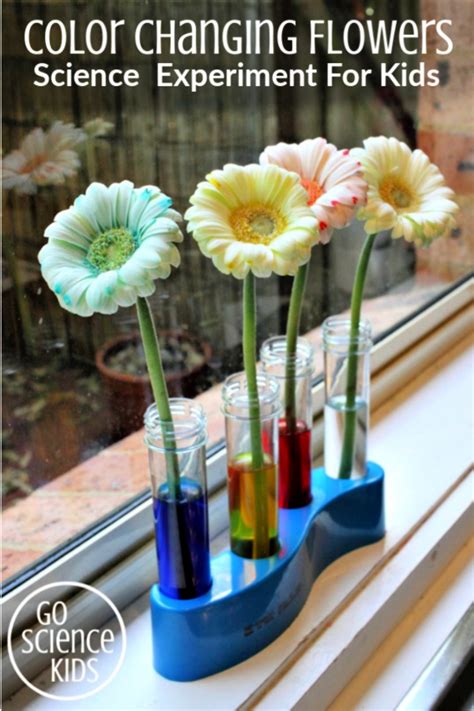 Color Changing Flowers Experiment Flower Science Science For Kids