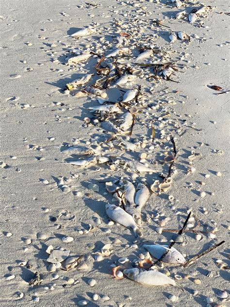 High Levels Of Red Tide Are Present At Many Sarasota Beaches So Where Is It Safe To Go