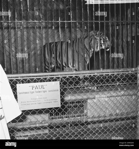 Sumatran Tiger Cage Black And White Stock Photos And Images Alamy