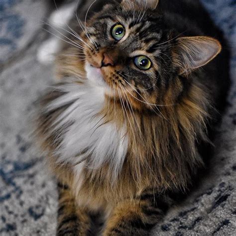 15 Facts About Maine Coon Cats You Need To Know Page 2 Of 3 Petpress