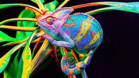 Colorful Lizards Colorful Animals Cute Reptiles Reptiles And