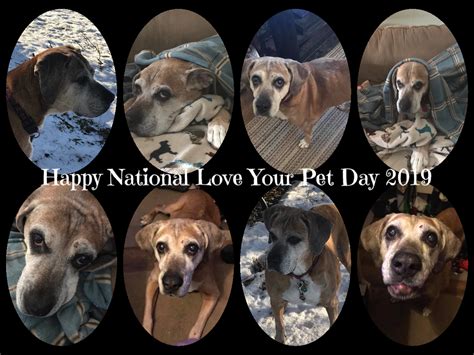 Dogust universal birthday for shelter dogs. Moments of Introspection: February 2019