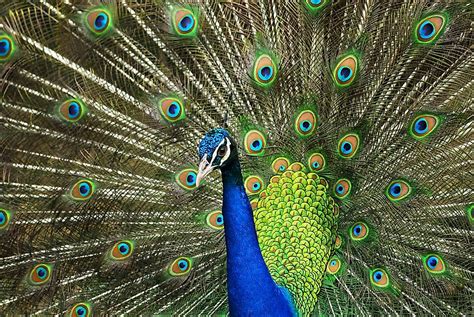 What Is The National Bird Of India