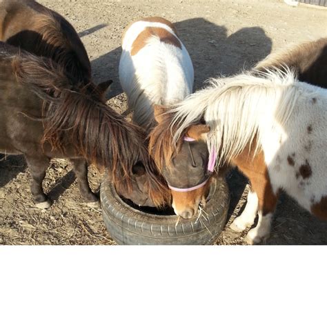 Hovos Sharing Great Experiences Miniature Horse Rescue Haven Needs
