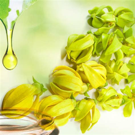 Ylang ylang essential oil is a substance extracted from the petals of the flower that grows in the tree scientifically called cananga odorata. Cananga Odorata Var. Genuina Annonaceae Absolute Ylang ...