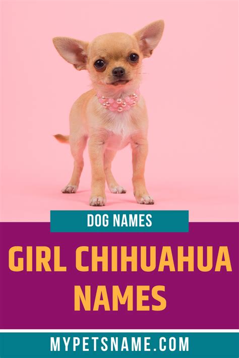 23 Chihuahua Names Spanish Pic Bleumoonproductions