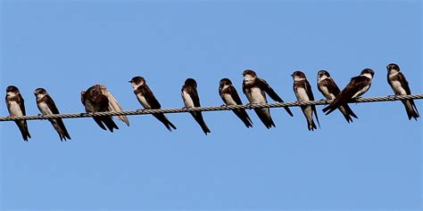 Atlantic Bank Swallow Birds Canada Oiseaux Canada