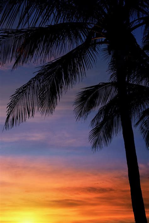 Summer Sky Sunset Palm Trees Photograph By Laura Fasulo
