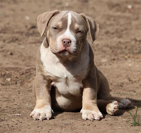Gentle and loving toward people. American Bully Breed 101 - Temperament ⋆ Pictures ⋆ Guide ...