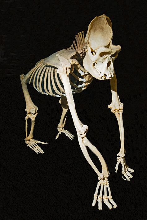 Male Lowland Gorilla Skeleton Photograph By Millard H Sharp Pixels