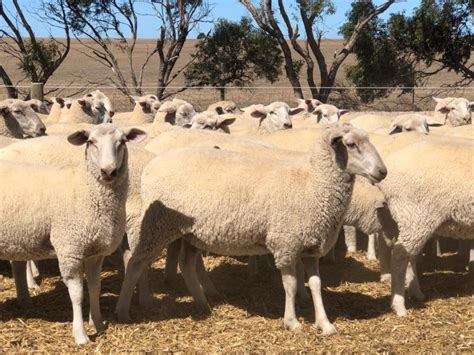 Crossbred And Merino Wether Lamb Numbers Surge Online Sheep Central