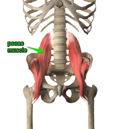 The Basics Of The Psoas Muscle And Related Issues