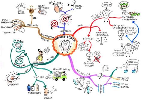 12 photos of the human body bones and muscles. Make Mind maps and try and relate boring information into ...